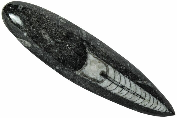 Polished Fossil Orthoceras (Cephalopod) - Morocco #216159